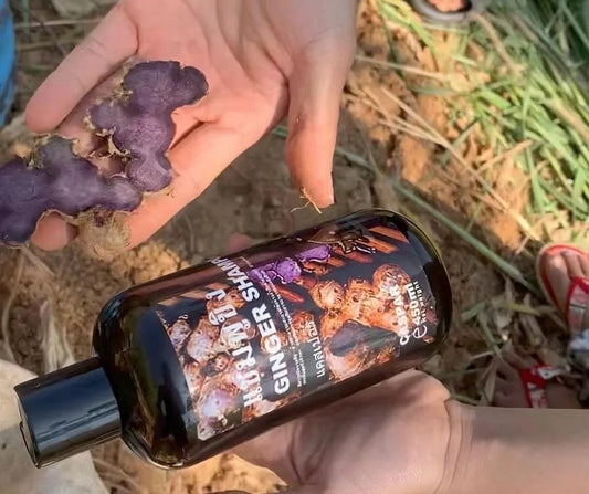 泰國🇹🇭野生黑薑洗髮水