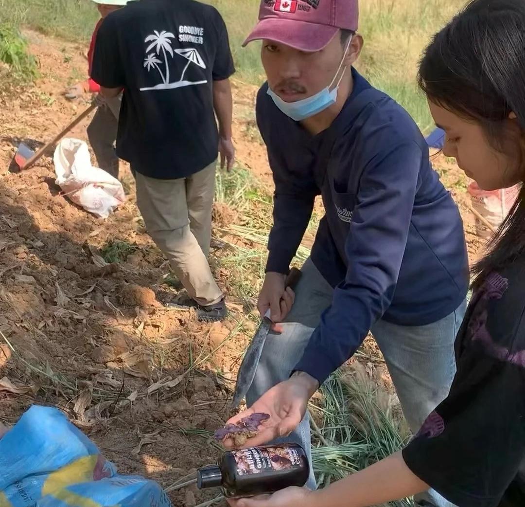 泰國🇹🇭野生黑薑洗髮水